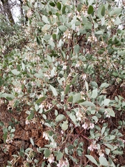 Arctostaphylos mewukka