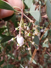 Arctostaphylos mewukka
