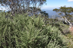 Ozothamnus secundiflorus