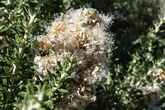 Ozothamnus secundiflorus