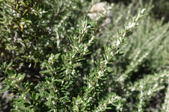 Ozothamnus secundiflorus