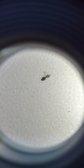 Formicidae