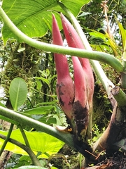 Philodendron brenesii image