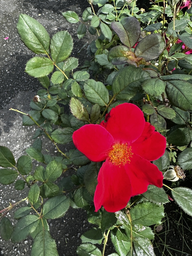 roses from Puerto Rico, Bayamón, Puerto Rico, US on December 11, 2023 ...