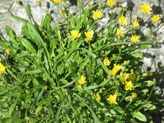 Leontodon saxatilis saxatilis