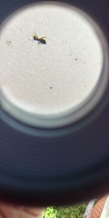 Formicidae