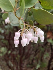 Arctostaphylos viscida viscida