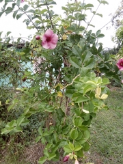Allamanda blanchetii image