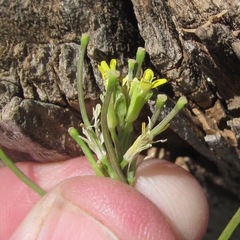 Erysimum repandum