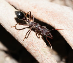Myrmecia forficata