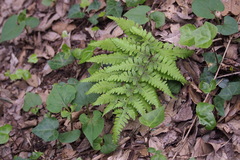 Athyrium niponicum