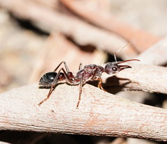 Myrmecia forficata