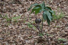 Arisaema thunbergii urashima