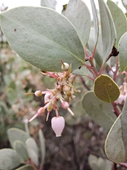 Arctostaphylos mewukka