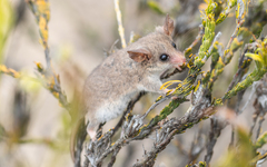Tasmanian Pygmy Possum photo 1