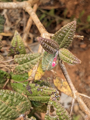 hillside clover ash (Miconia crotonifolia)
