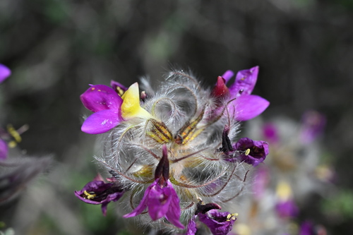 Featherplume (Dalea formosa)