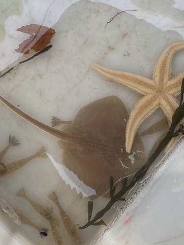 Photo of Small-eyed ray (Raja microocellata)
