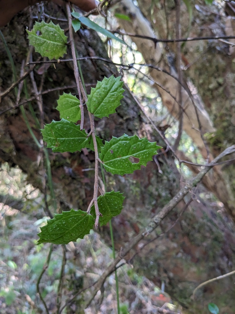 Gyrotaenia myriocarpa