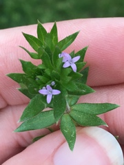 Sherardia arvensis