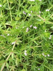 Sherardia arvensis