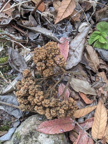 West Indian sumac (Brunellia comocladiifolia)