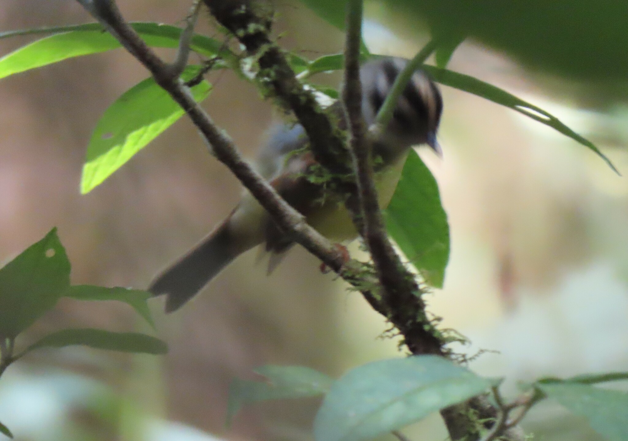 Costa Rican Warbler illustration