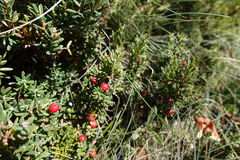 Acrothamnus hookeri