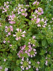 Lysimachia mauritiana