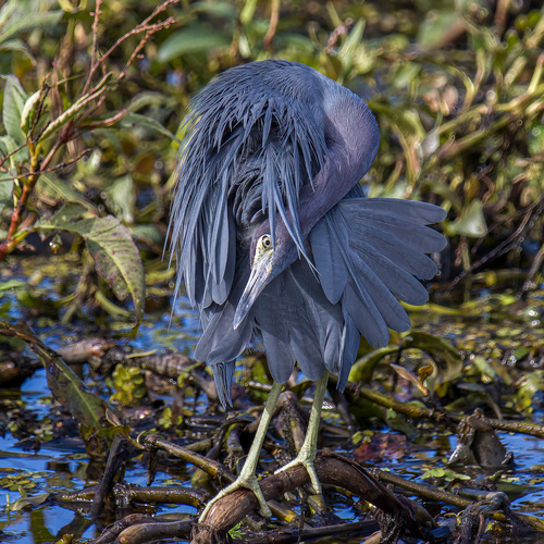 Little Blue Heron, Jasper County, SC, USA, photo 10 of 10