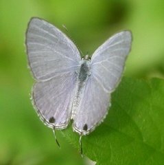 Catochrysops panormus exiguus