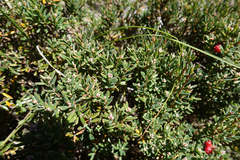 Acrothamnus hookeri