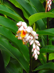 Alpinia nutans