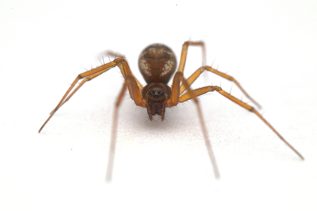 Tenuiphantes tenuis from Kaeo, New Zealand on December 9, 2022 at 1004