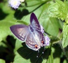 Catochrysops panormus exiguus