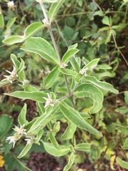 Alternanthera echinocephala