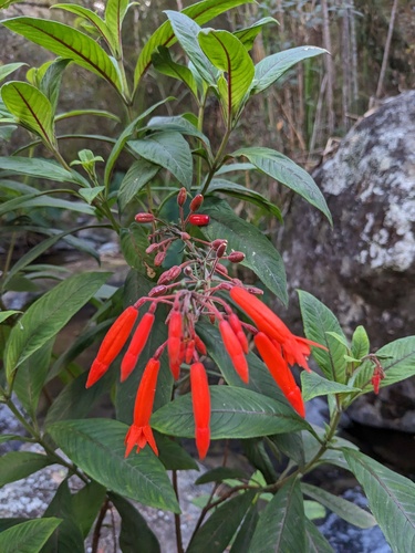 Fuchsia triphylla