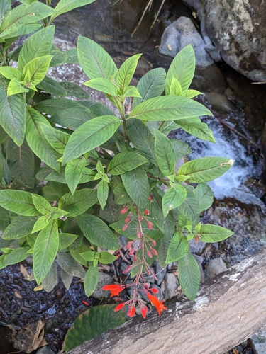 Fuchsia triphylla