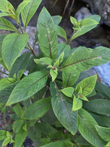 Fuchsia triphylla