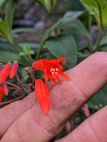 Fuchsia triphylla