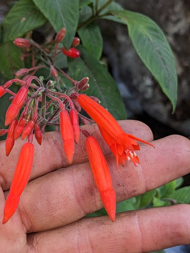 Fuchsia triphylla