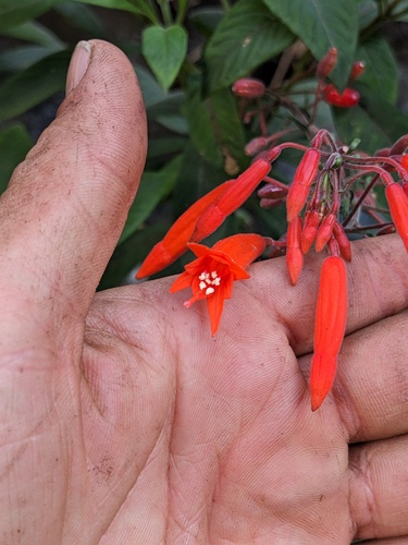 Fuchsia triphylla