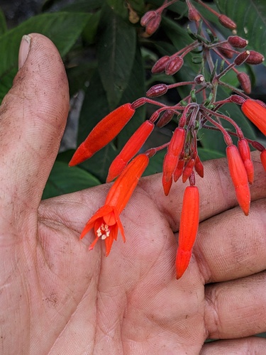 Fuchsia triphylla