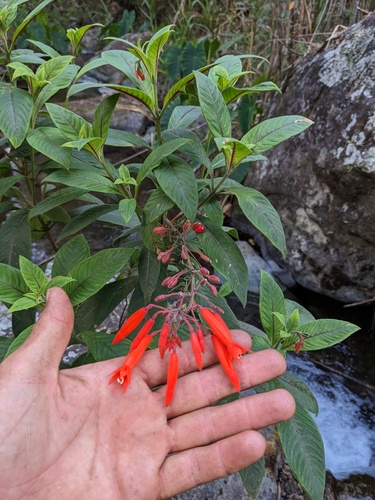 Fuchsia triphylla