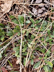Ceanothus prostratus prostratus
