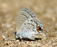 Catochrysops panormus exiguus