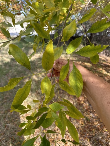 Fraxinus berlandieriana