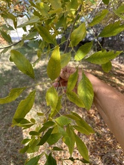 Fraxinus berlandieriana