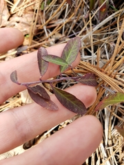 Rhinotropis cornuta cornuta