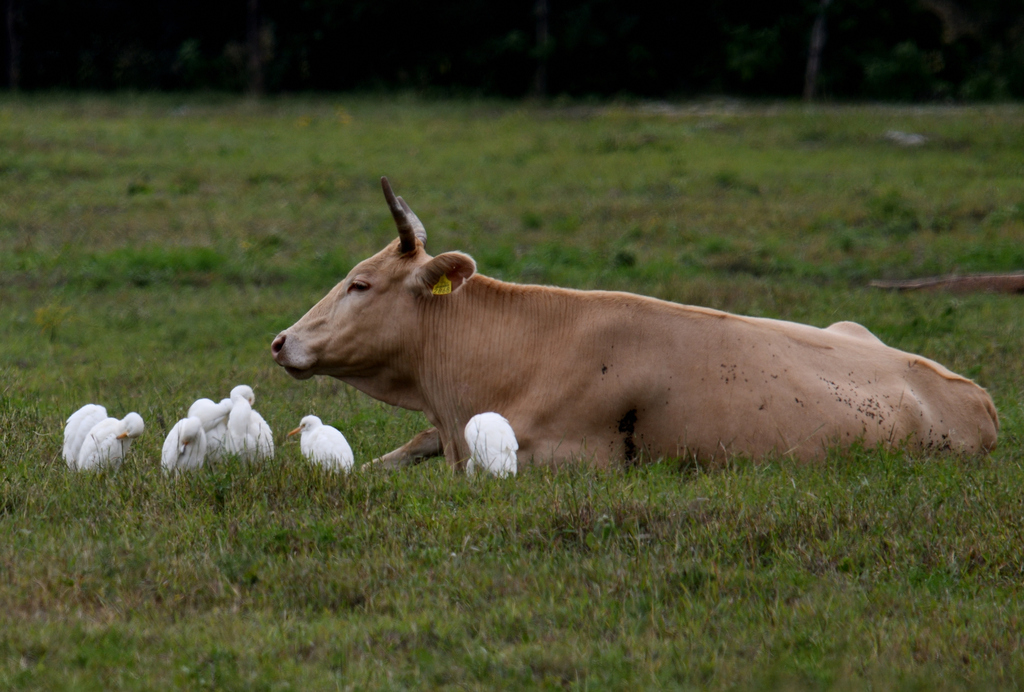 Western Cattle Egret From Montemorelos N L M Xico On December 11   Large 